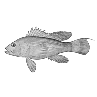Illustration of a sea bass