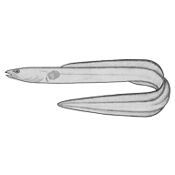 Illustration of a sea eel
