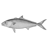 Illustration of a yellowtail