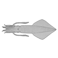 Illustration of a squid