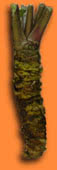 Photograph of a wasabi root